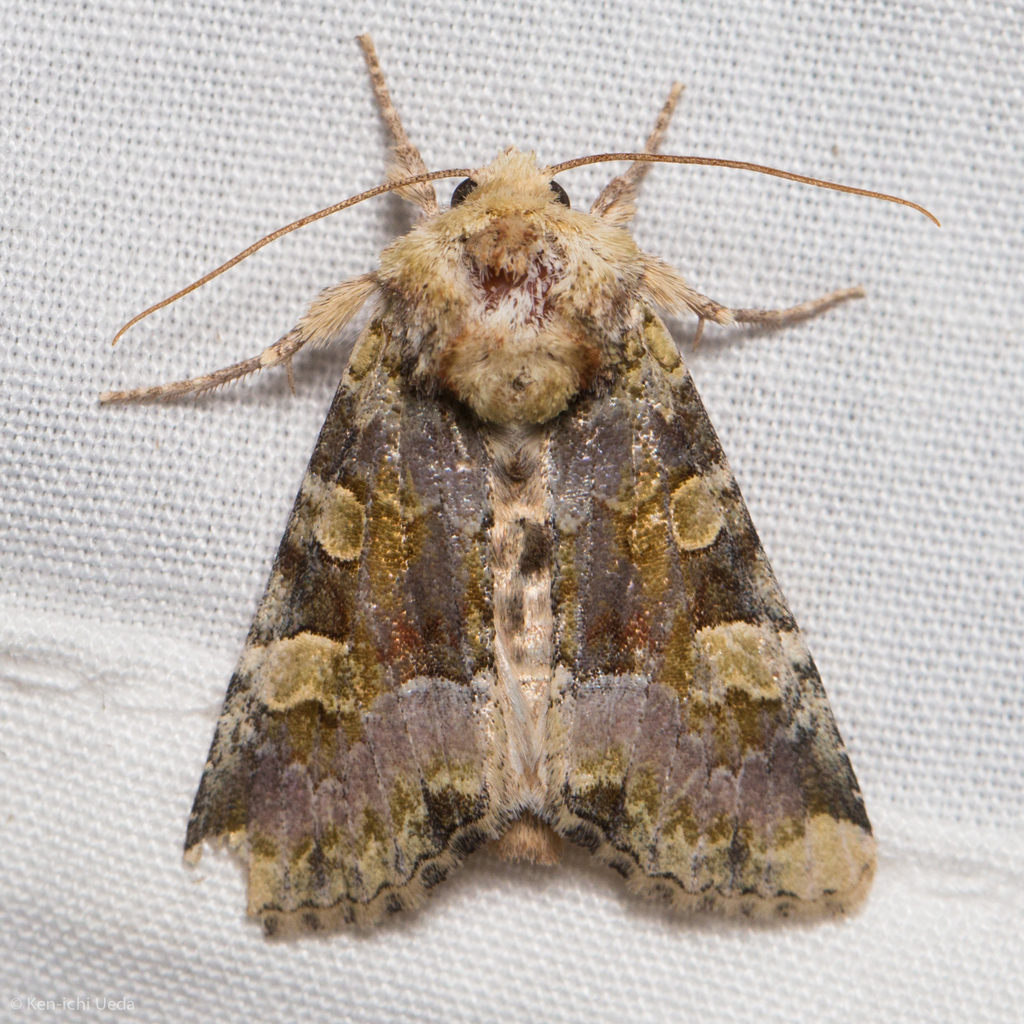 Violet Brocade Moth