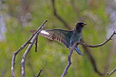 Eurystomus orientalis pacificus