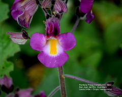 Proboscidea louisianica fragrans