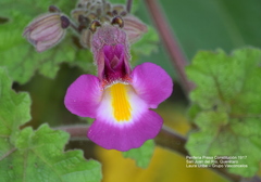 Proboscidea louisianica fragrans