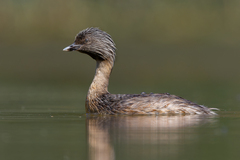 Hoary-Headed Grebe photo 2