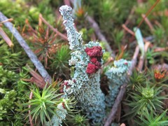 Cladonia coccifera