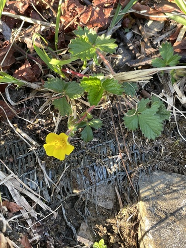 Potentilla matsumurae iNat (2)