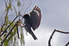 Eurystomus orientalis pacificus
