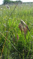 Bromus porteri