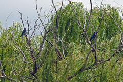 Eurystomus orientalis pacificus