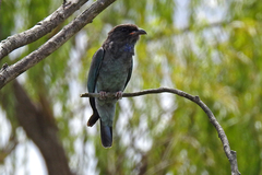 Eurystomus orientalis pacificus