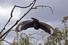 Eurystomus orientalis pacificus