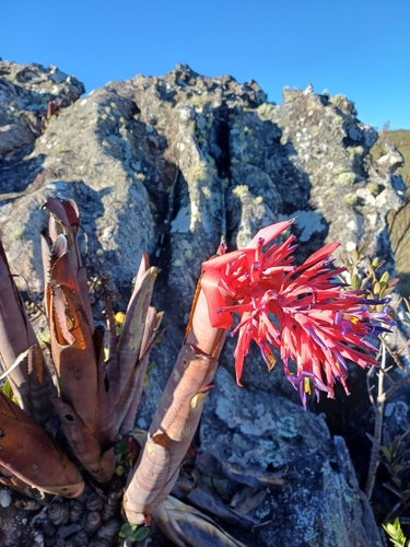 Foto de Billbergia