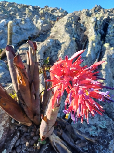 Foto de Billbergia