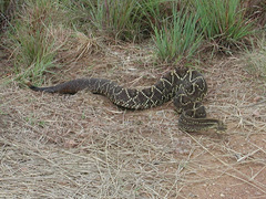 Crotalus durissus