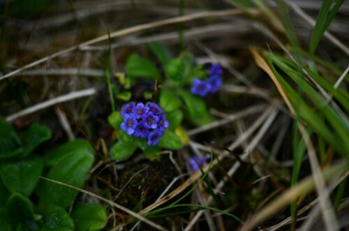 Myosotis capitata, 2024-12-21