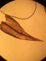 Pseudoleskea atricha