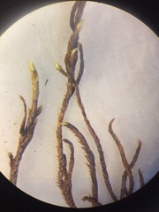 Pseudoleskea atricha