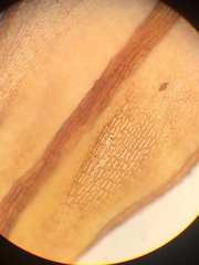 Pseudoleskea atricha