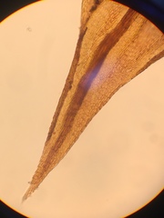 Pseudoleskea atricha