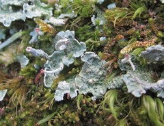 Cladonia turgida