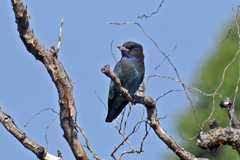 Eurystomus orientalis pacificus