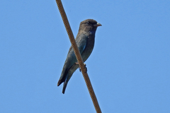 Eurystomus orientalis pacificus