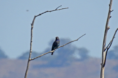 Eurystomus orientalis pacificus