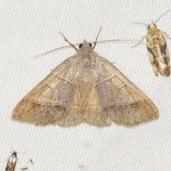 Ptichodis ovalis