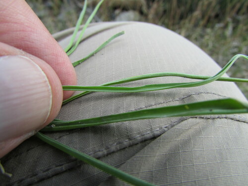 Image of Echeandia flavescens by (c) Carlos Martorell, some rights reserved (CC BY)