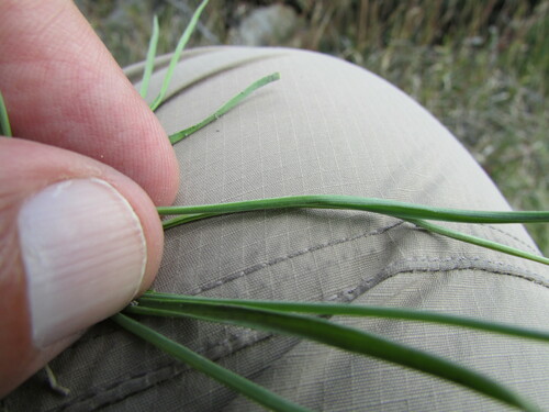 Image of Echeandia flavescens by (c) Carlos Martorell, some rights reserved (CC BY)