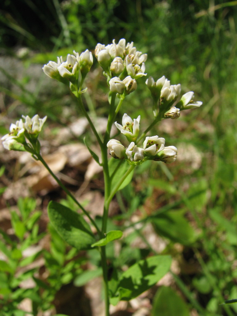 Comandra Umbellata Bastard Toadflax Bluestem Prairie Scientific And Natural Area Inaturalist