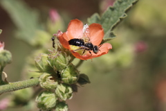 Calliopsis subalpina