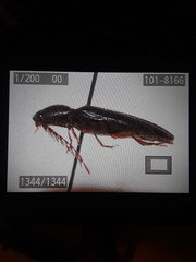 Dicrepidius corvinus