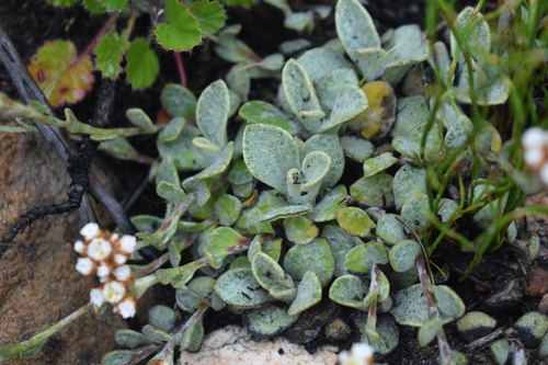 Roundleaf Everlasting (Helichrysum rotundifolium)
