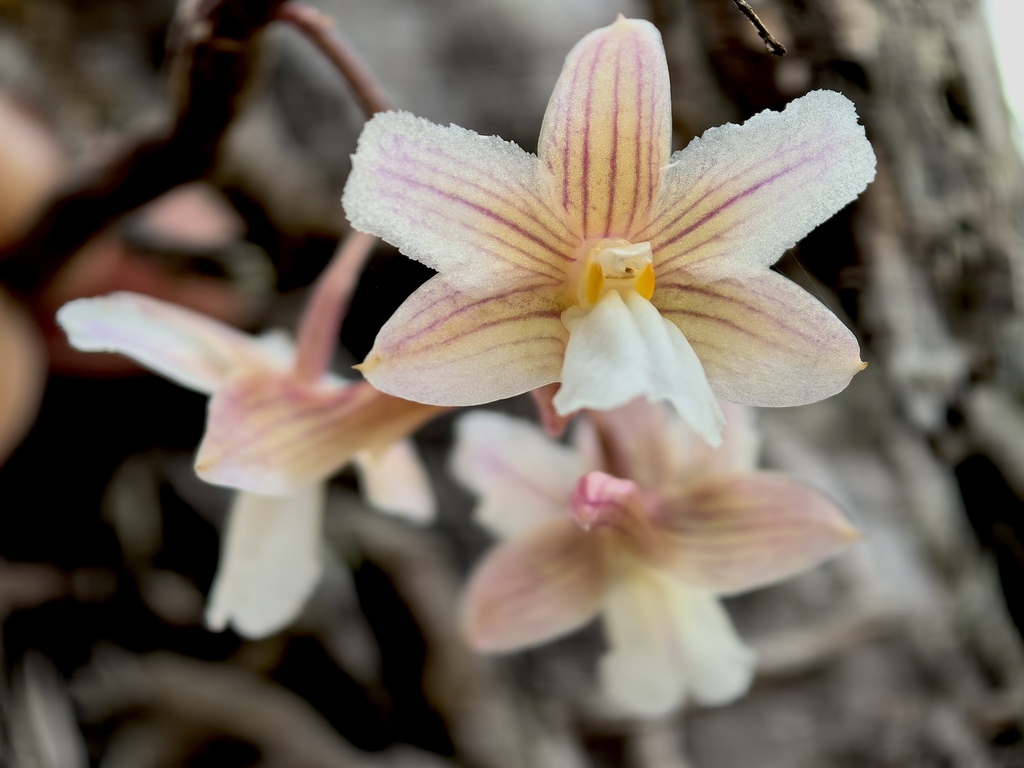 Dendrobium calcariferum Carr 4