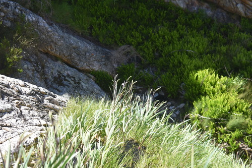 Swartberg Pypie (Gladiolus aquamontanus)