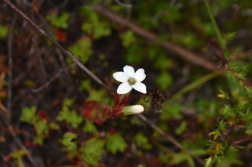 Image of Crassula obtusa by (c) Justin Ponder, some rights reserved (CC BY)