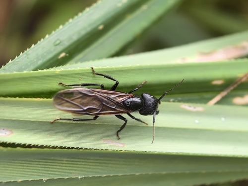 Camponotus nigricans