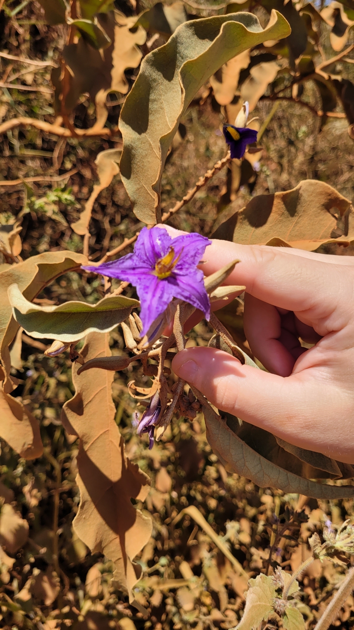 Solanum lycocarpum