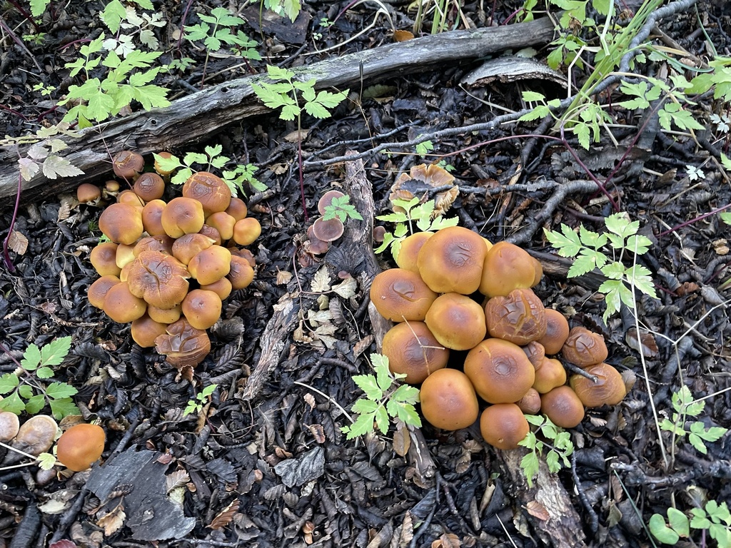 Hypholoma frowardii · March 2025 · photo: © lejones417 (iNaturalist, cc-by-nc)