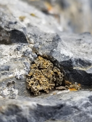 Xanthaptychia contortuplicata