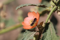 Calliopsis subalpina