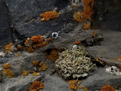 Xanthaptychia contortuplicata