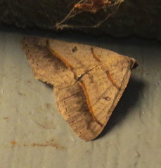 Digrammia rippertaria