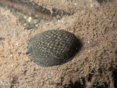 Neripteron auriculatum observed 2025-03-08
