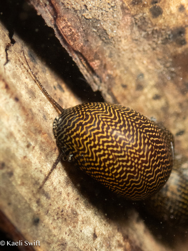 Vittina turrita observed 2025-03-08