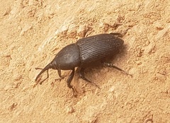 Scyphophorus