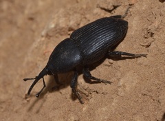Scyphophorus