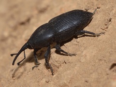 Scyphophorus