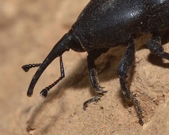 Scyphophorus