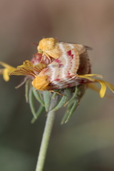 Schinia miniana