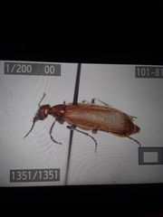 Epicauta ochrea