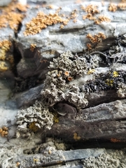 Xanthaptychia contortuplicata